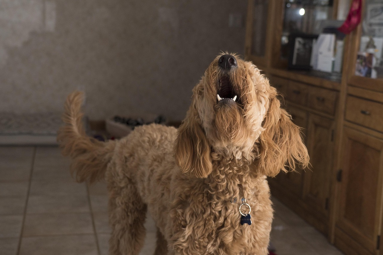 训犬师谈网红狗艾特洗澡死亡，网红狗艾特洗澡死亡背后的训犬师反思